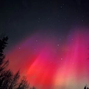 NA, USA, Alaska, Fairbanks, Curtains of pink and red Northern Lights above central Alaska