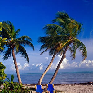 NA, USA, Florida, Florida Keys, Palm Trees & Chairs on Beach