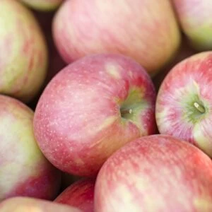 NA; USA; Washington; Lake Chelan; Honeycrisp apples (selective focus)