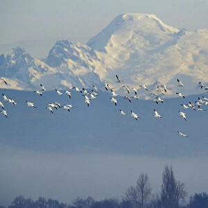 NA, USA, Washington, Skagit Wildlife Management Area. Snow geese (Chen caerulescens)