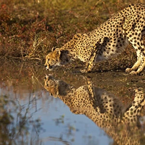 Namibia. Adult cheetah drinking and reflecting in water