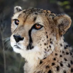 Namibia, cerca de un tigre león común (cheetah)