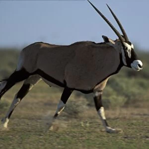 Namibia, Etosha National Park, Adult Gemsbok (Oryx gazella) running on flat plains