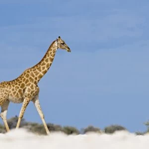 Namibia, Etosha National Park. Giraffe (Giraffa camelopardalis) walking through flat