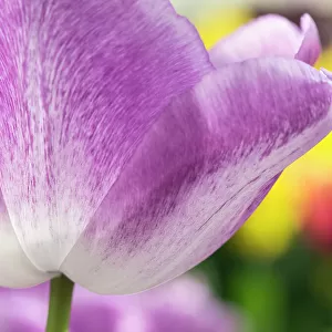 Netherlands, Lisse. Closeup of purple tulip flower
