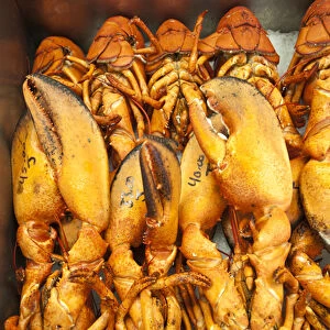 New Brunswick, Canada. Lobster for sale in Alma