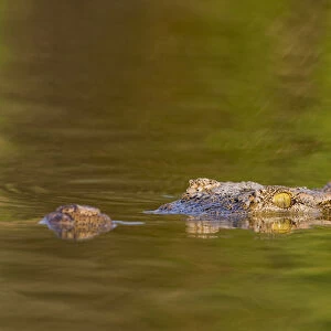 Nile Crocodile (Crocodylus Niloticus) in the water of Lake Chamo, Crocodile Market