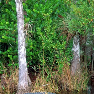USA Heritage Sites Jigsaw Puzzle Collection: Everglades National Park