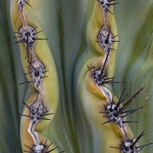 North America, Mexico, Baja California. Abstract line detail of cordon cactus (Pachycereus