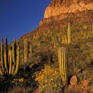 North America, USA, Arizona, Organ Pipe Cactus National Monument, flowering Brittlebrush