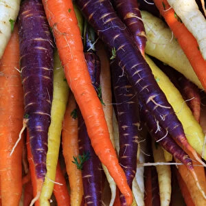 North America, USA, Georgia; Savannah; Multi colored organic carrots at a Farmer s