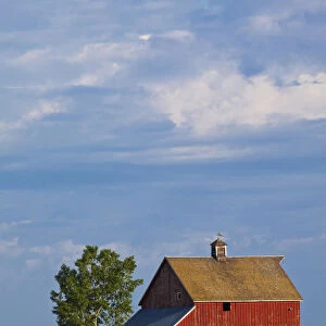 North America; USA; Washington; Red Barn in Spring Wheat Field