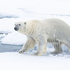 North of Svalbard, pack ice. A polar bear emerges from the water