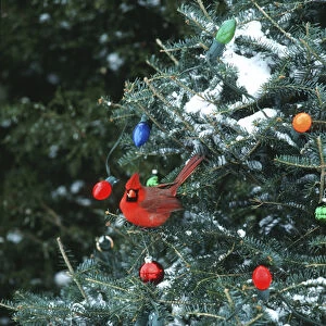 Northern Cardinal (Cardinalis cardinalis) male in Christmas tree in winter, Marion Co