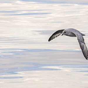 Petrels Jigsaw Puzzle Collection: Southern Fulmar