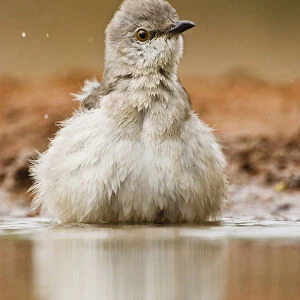 Northern Mockingbird (Mimus polyglottus) adult bathing in pond, Starr Co. Texas, USA