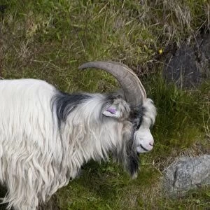 Norway, Stavanger, Lysefjord (aka Lyse Fjord). Domesticated goats along the water s
