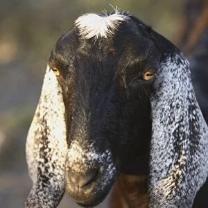 Nubian purebred goat doe