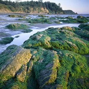 Olympic National Park, Washington. USA. Seaweed on rocks, low tide near Cape Alava