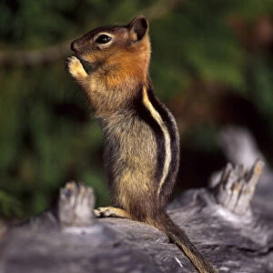 Oregon cascades, a Golden-mantled Ground Squirrel (Spermophilus lateralis) eating