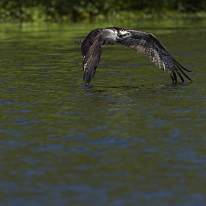 Osprey in-flight, Pandion haliaetus, Lake Woodruff NWR, Florida