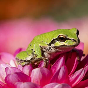 Pacific green tree frog on dahlia