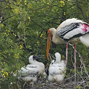 Painted Stork & young ones, Keoladeo National Park, India