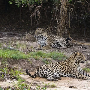 A pair of mating jaguars, Panthera onca, resting on the beach