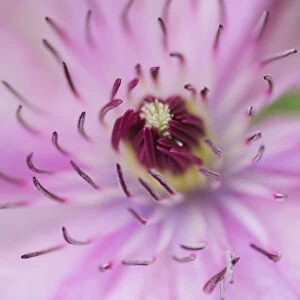 Pale pink clematis blossom