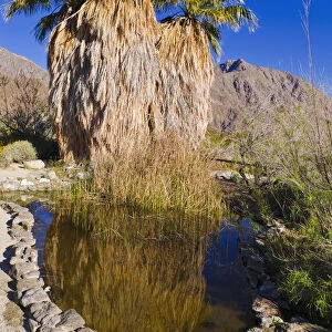 Palm oasis at the visitor center, Anza-Borrego Desert State Park, California, USA