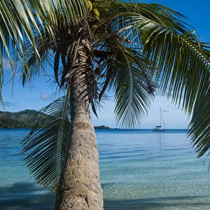 Palm tree hanging over the clear waters around Nanuya Lailai island, the blue lagoon