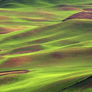 Palouse from Steptoe Butte of Cultivation Patterns, Whitman County, Washington, USA