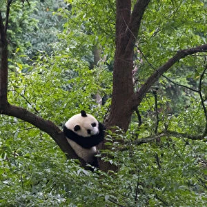 Panda on tree, Panda Reserve, Ya an, Sichuan, China