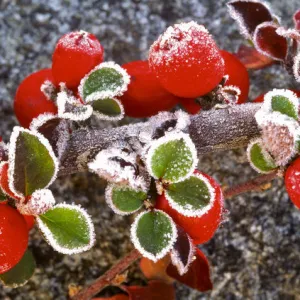 Panoramic image of frost on red berries