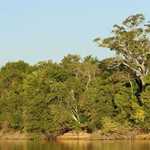 Pantanal, Mato Grosso, Brazil. Forest in early morning seen along the Cuiaba river