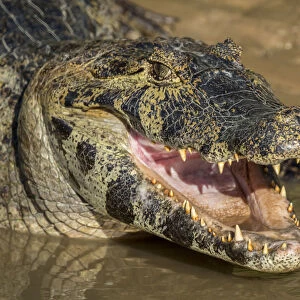 Pantanal, Mato Grosso, Brazil. Yacare caiman with an open mouth sunning itself in the Cuiaba River