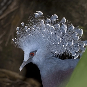 Papua New Guinea, Lae. Victoria Crowned Pigeon