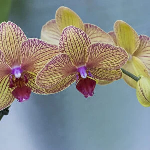 Peach orchid blooms