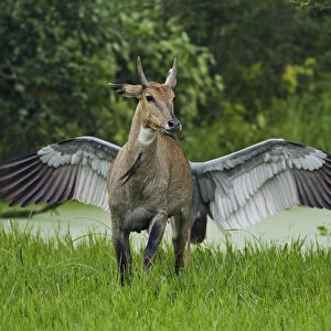 Pegasus, the flying horse, actually an Indian Saras Crane chasing away the Bluebull