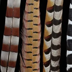 Pheasant Tail Feathers Lined Up Print Pheasant Tail Feathers Lined Up Print