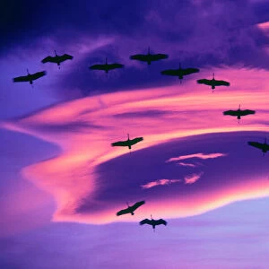 A photo composite of Sandhill cranes in flight and a lenticular cloud formation over Mt