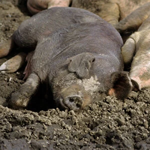 Pigs laying in the mud