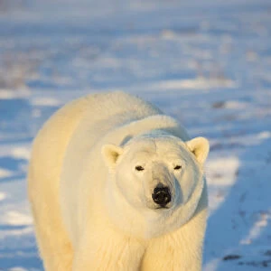 Polar Bear (Ursus maritimus) in Churchill Wildlife Management Area, Churchill, MB Canada