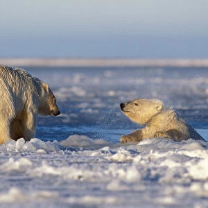 polar bear, Ursus maritimus, sow with cub playing in slushy pack ice, 1002 coastal