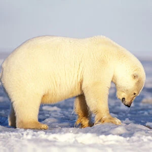 polar bear, Ursus maritimus, sow on the pack ice with cub playing in water of the