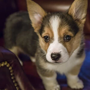 Portrait of eight week old Corgi puppy standing on a leather chair. (PR)