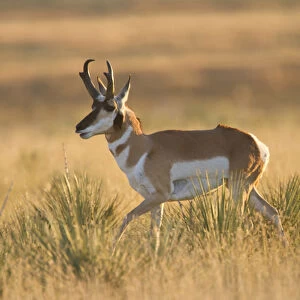 Pronghorn (Antilocapra americana) buck in prairie grass