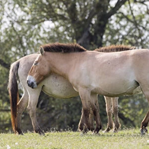 Przewalskis Horse or Takhi (Equus ferus przewalskii) in the wildlife center of the