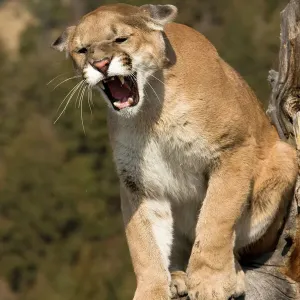 Mountain Lion Print - Western Wyoming Game Farm Mountain Lion Print - Western Wyoming Game Farm