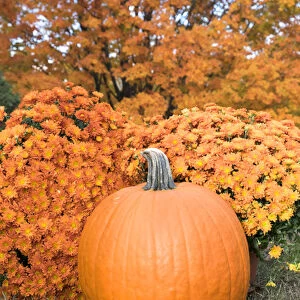 Pumpkin and Mums, Fall Foliage, Reading, Massachusetts, USA